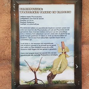 Sign Stick- and Leaf-insects