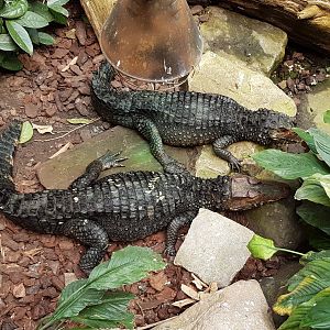 Dwarf caimans