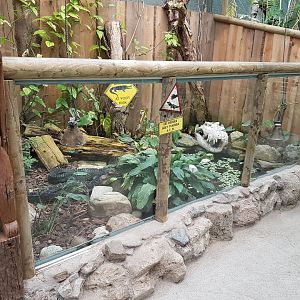 Dwarf-caiman enclosure