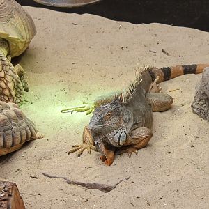 African spurred tortoises and Green iguana