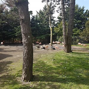 Flamingo-enclosure
