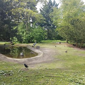 Crowned crane - Waterfowl-enclosure