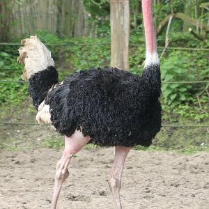 Ostrich - Male