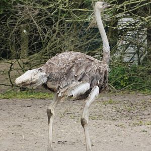 Ostrich - Female