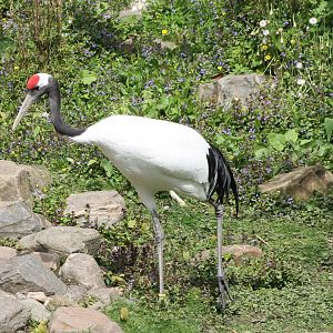 Red-crowned crane