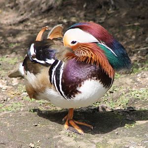 Mandarin duck