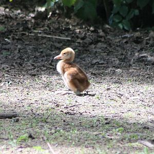 Red-crowned crane-chick
