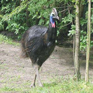 Double-wattled cassowary