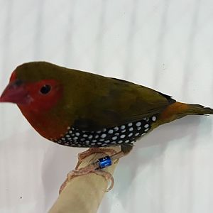 Schlegel's green-backed twinspot