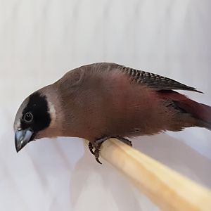 Black-faced waxbill