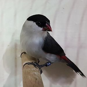 Black-crowned waxbill