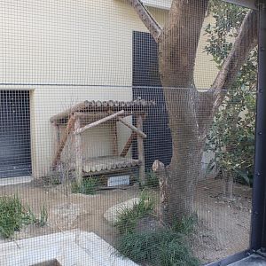 Tushima leopard cat exhibit