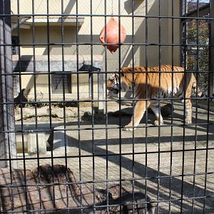 Tiger exhibit