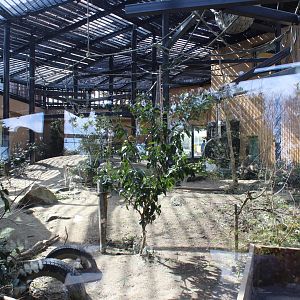 Gorilla outdoor exhibit