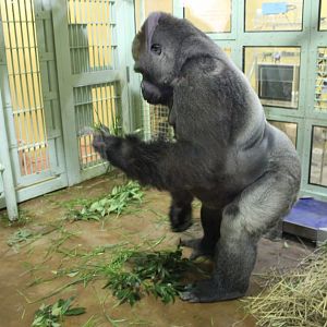 Western lowland gorilla