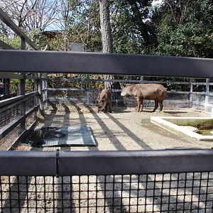 Tapir exhibit