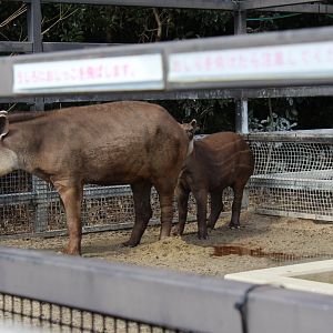 Brazilian tapir