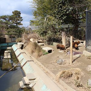 Bush dog exhibit