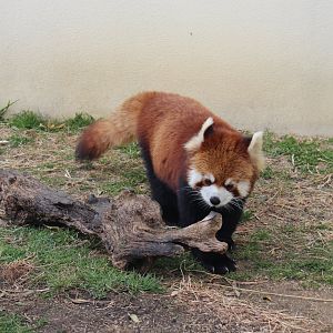 Red panda
