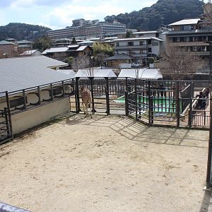 Giraffe/zebra exhibit