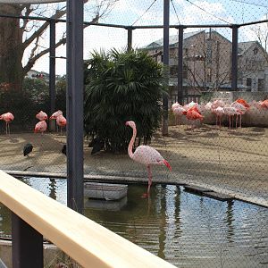 Flamingo with bald ibis
