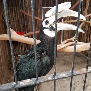 palawan hornbill