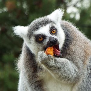 Ring Tail eating Sweet Potato