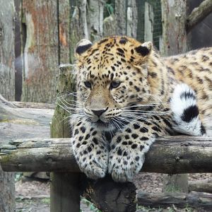 Amur Leopard - Twycross Zoo