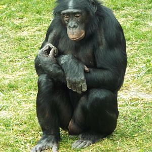 Booboo - Twycross Zoo