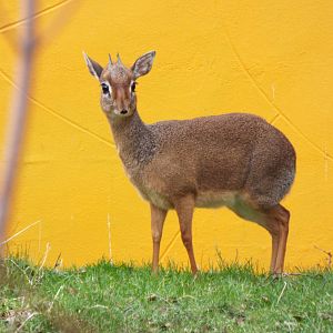 Kirks dik-dik - Twycross Zoo