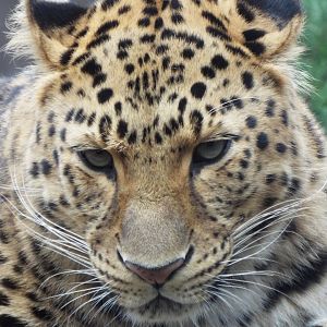Amur Leopard - Twycross Zoo