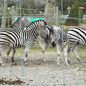 Chapmans Zebra - Threat to kick - Twycross Zoo