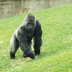 Silverback - Twycross Zoo