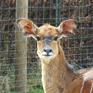 Nyala - Twycross Zoo