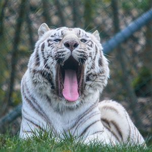 White Bengal Tiger