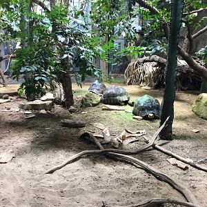 Radiated tortoise enclosure 270118