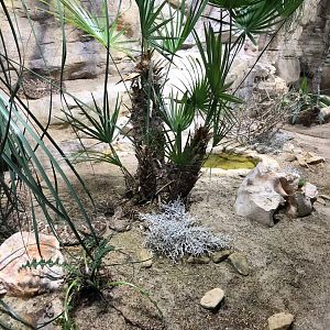 Western diamond-backed rattlesnake 270118