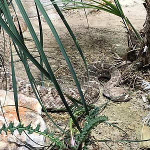 Western diamond-backed rattlesnake 270118
