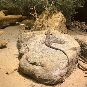Lizard species - ID please? 270118