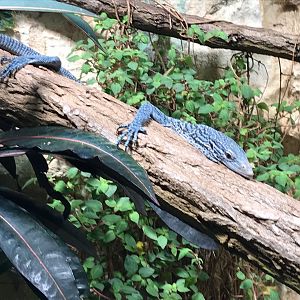Blue-spotted monitor (Varanus macraei) 270118