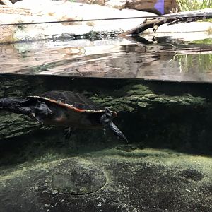 Red-bellied short-necked turtle (Emydura australis) 270118
