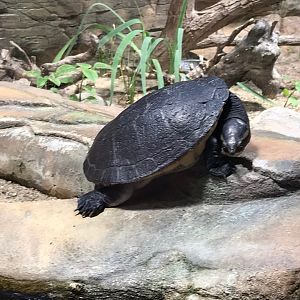 Turtle species - ID please? 270118