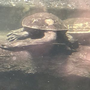 Siebenrock’s snake-necked turtle 270118