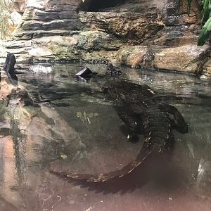 Smooth-fronted caiman 270118