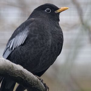 Grey-winged blackbird