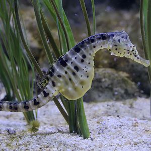 Pot-bellied seahorse