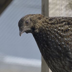 Cabot's tragopan hen
