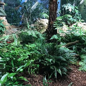 Tuatara exhibit 270118