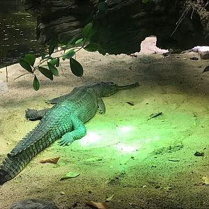 Gharial 270118