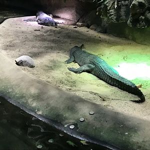 Gharial 270118